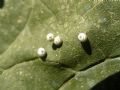 Gastropacha quercifolia
